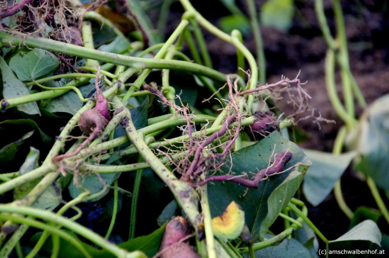 Süßkartoffeln vermehren Am Schwalbenhof